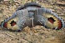 Tigana abre suas asas para assustar um rival no Hato El Cedral, na região dos llanos venezuelanos, perto da cidade de Mantecal